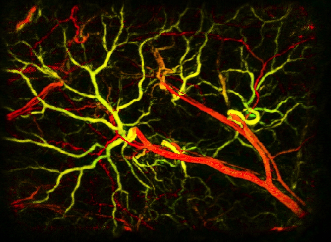 DeepColor Imaging